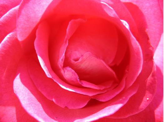 fleur
