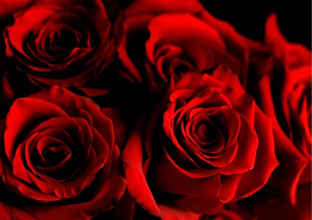 Cadeau pour tous, fleurs significations, Couleur rouge