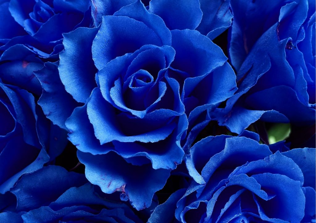 Cadeau pour tous, fleurs significations, Couleur bleue