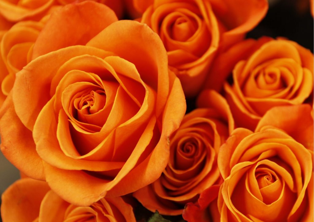 Cadeau pour tous, fleurs significations, Couleur orange