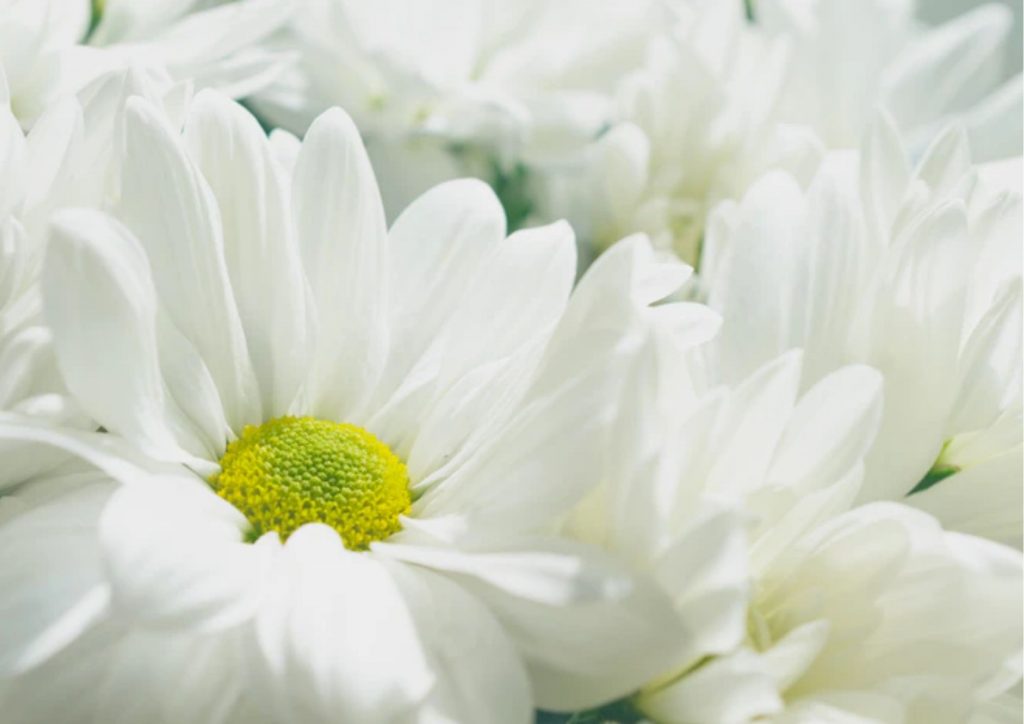 Cadeau pour tous, fleurs significations, Couleur blanche