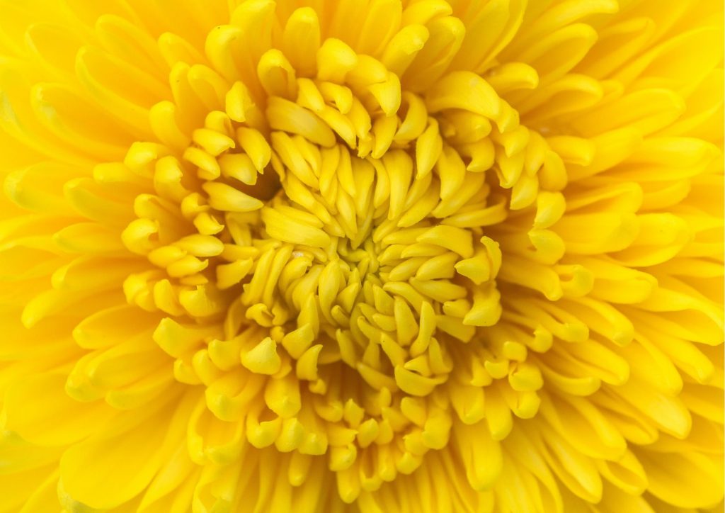 Cadeau pour tous, fleurs significations, Couleur jaune