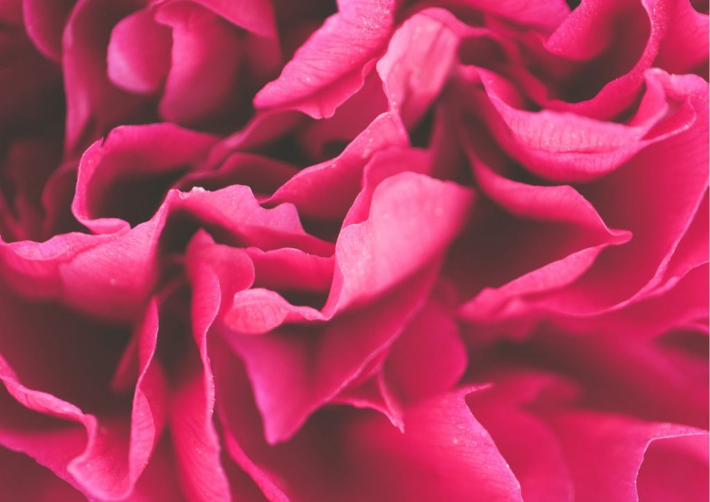 Cadeau pour tous, fleurs significations, Couleur rose