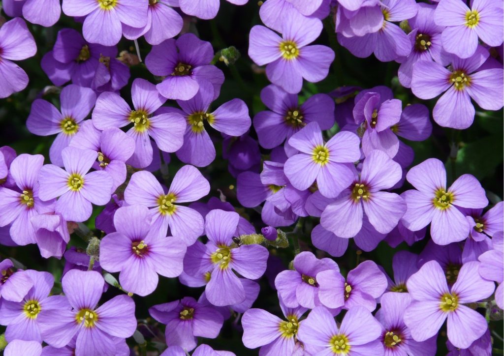 Cadeau pour tous, fleurs significations, Couleur violette