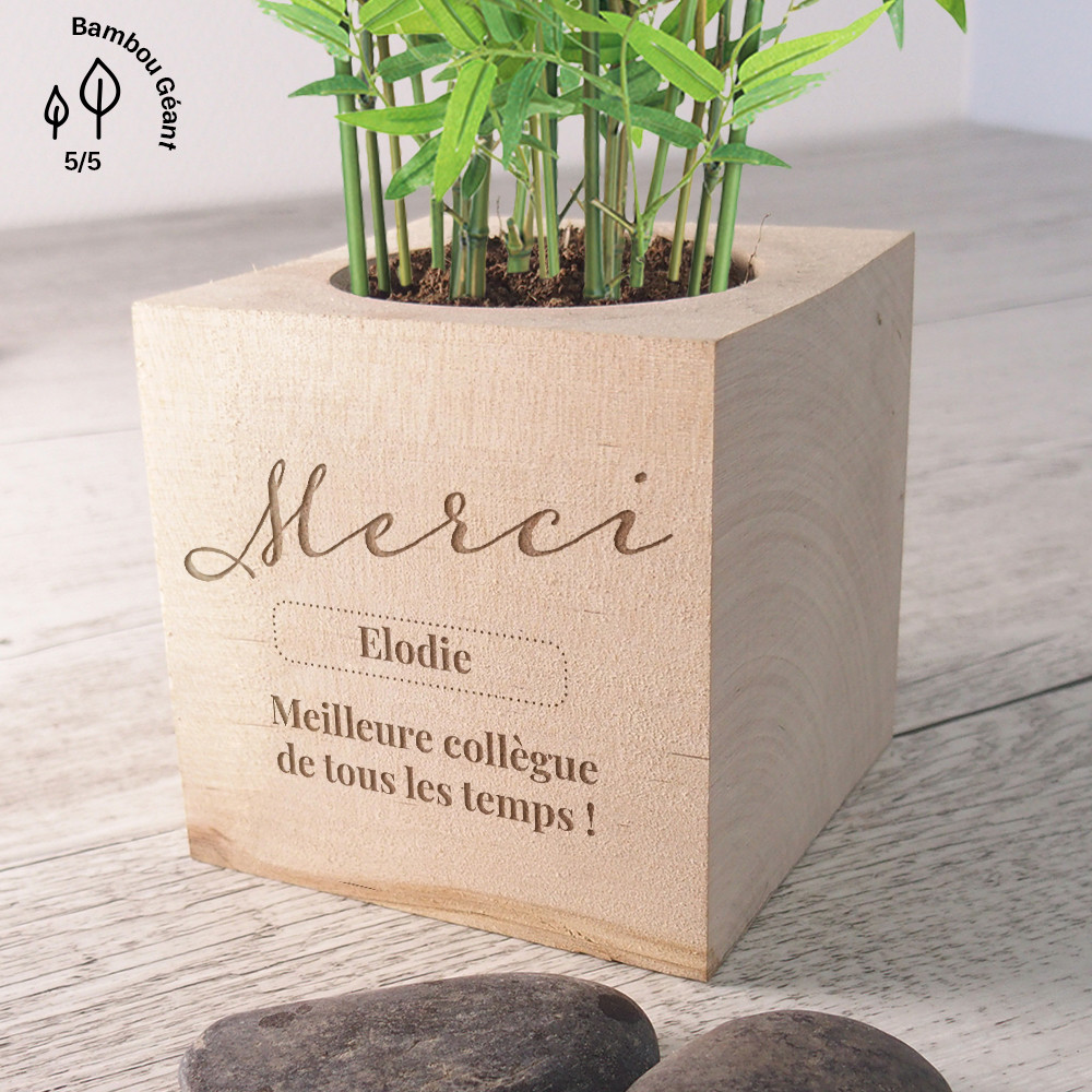 plante à faire pousser chez cadomaestro